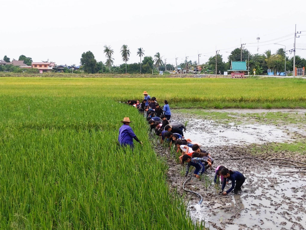 Primary Students Learn Traditional Rice Farming - Bangkok Patana School